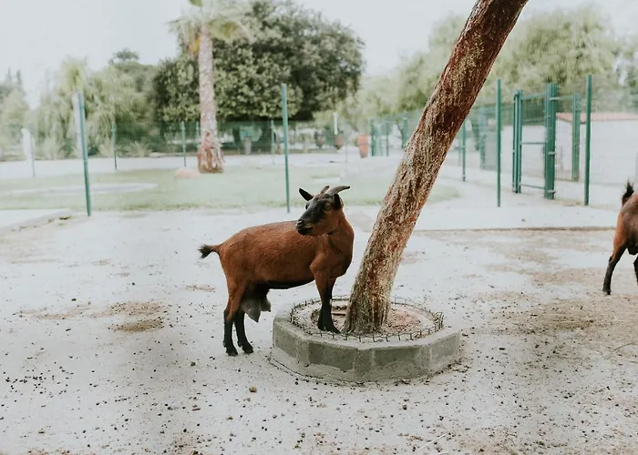 Quinta Do Pinheiro E Eventos By Grupo Quinta Dos Lagos 4* 瓦尔杜德弗拉德斯